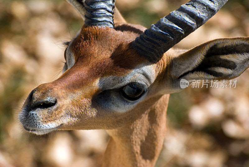 Gerenuk （Litocranius walleri） 2